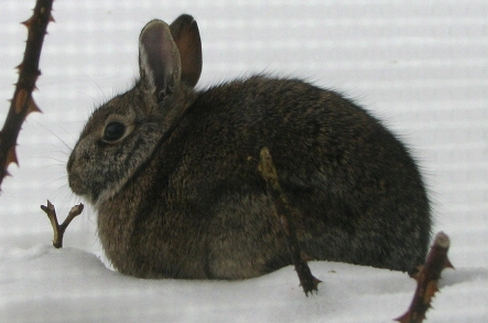 Rabbit Photo