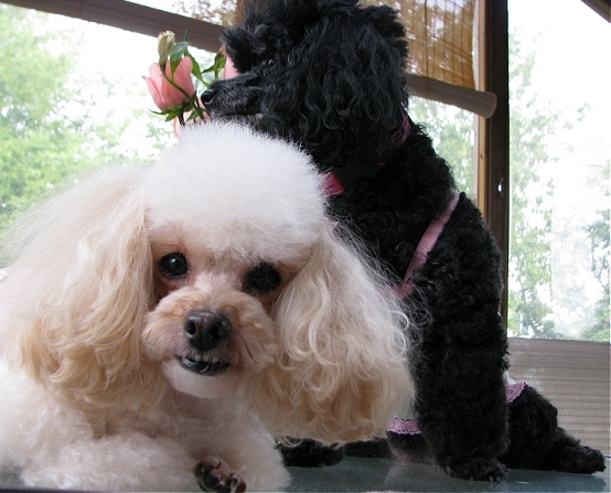 My Girls